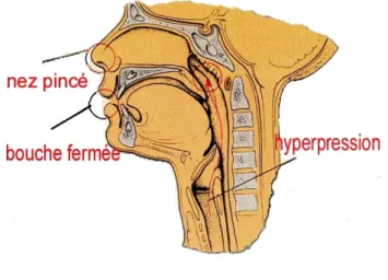 Figure 25 : Manœuvre de Valsalva (modifié d’après http://www.assistant-medical.fr). 