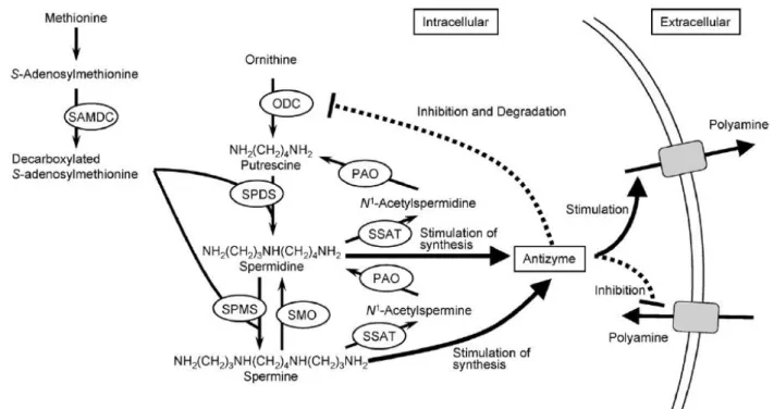 Figure 13 : Régulation du métabolisme cellulaire des polyamines (Igarashi and Kashiwagi, 2010)