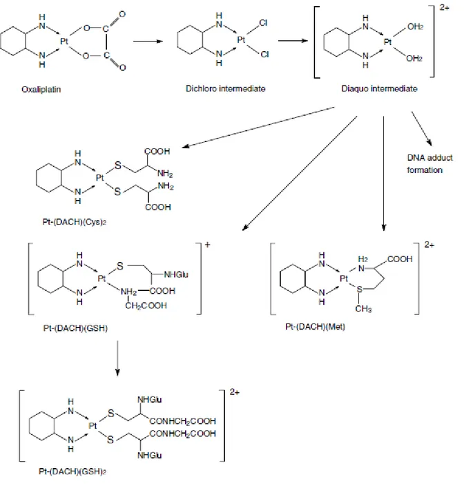 Figure 2 : Réactions d’hydrolyse non enzymatique de l’oxaliplatine (Kweekel et al., 2005)