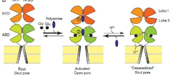 Figure 7 : Mécanisme supposé de la potentialisation des récepteurs NMDA-NR2B par les  polyamines (Mony et al., 2009)