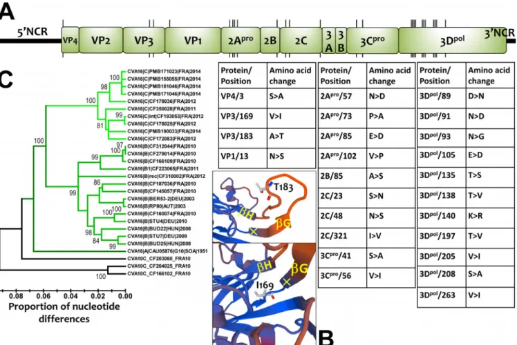 FIG 6 Genomic and amino acid variations among CV-A16 clade D viruses. (A) Locations of codons bearing amino acid changes between CV-A16 clade B and D viruses