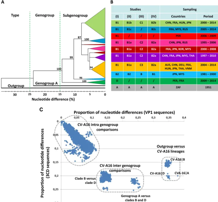 FIG 2 CV-A16 genetic diversity assessed with the VP1 gene sequences. (A) Phylogenetic tree based on complete VP1 coding sequences of 573 CV-A16 sequences