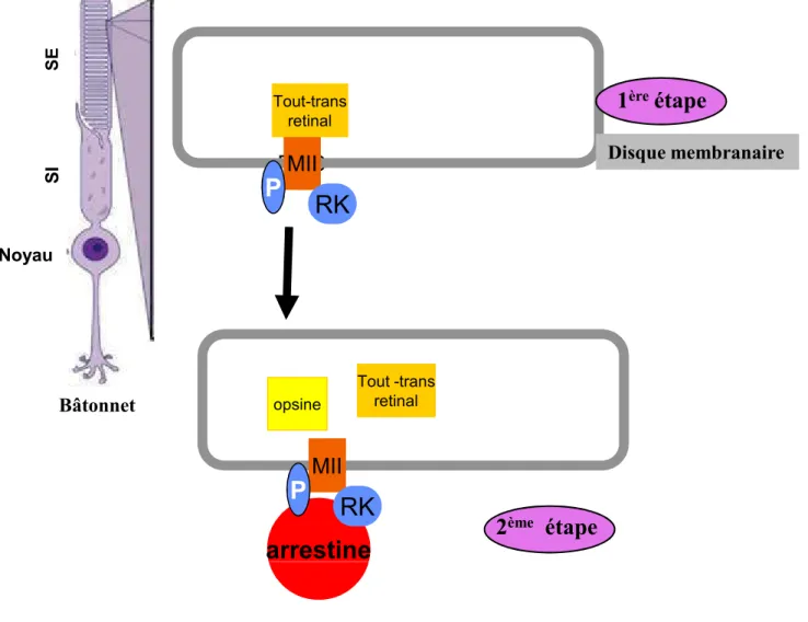 Figure 8 : Schéma de l’inactivation de la métarhodopsineII (MII) P: phosphorisation. RK: rhodopsine kinase 