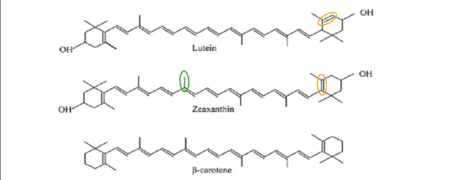 Figure 14 : Structure chimique de la lutéine? la zéaxanthine (caroténoïdes xanthophylles) et du β β7carotène.ββ