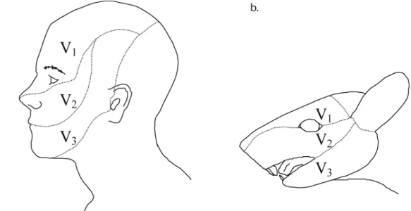 Figure 1 : Territoires cutanés innervés par le nerf trijumeau. 