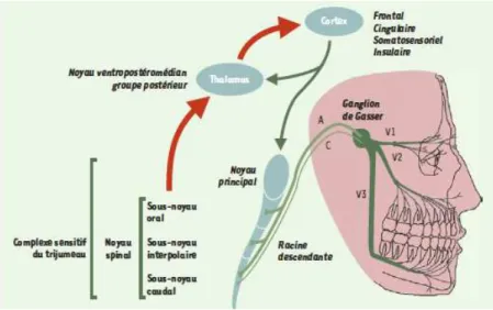 Figure 2 : Organisation du complexe sensitif du trijumeau et ses connexions.  