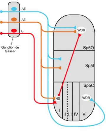 Figure 3 : Communication intratrigéminale : organisation du sous-noyau spinal. 