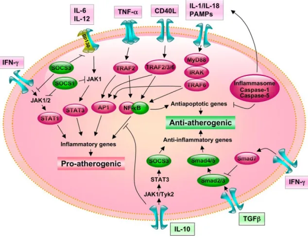 FIG . 2. Cross-talks between proinflammatory/proatherogenic and anti-inflammatory/antiatherogenic signal transduction pathways