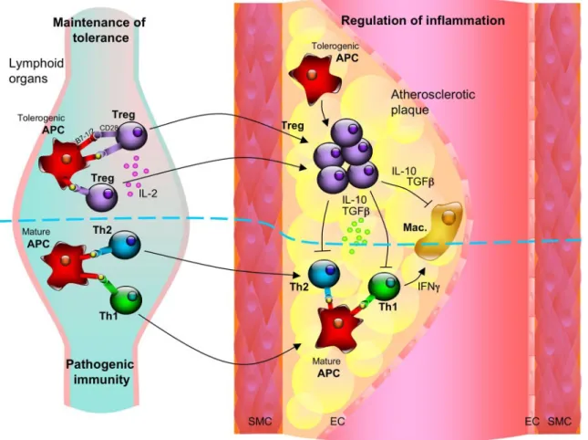 FIG . 5. Local and systemic effects of pathogenic and regulatory cells in atherosclerosis