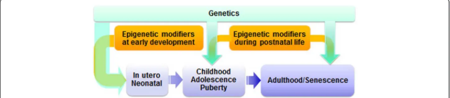 Figure 1 Periods of vulnerability to environmental influences. The most critical period is the perinatal period, during which epigenetic plasticity is high and can be influenced by a variety of environmental cues, including chemicals, nutrition, infection,