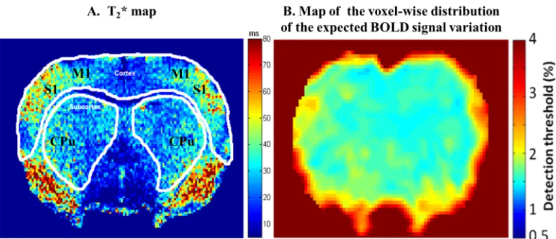 Fig 1. (A) Color coded map of the rat brain pixel-wise T2*. The mean T2* value of the region of interest (ROIs) drawn over cortex was ~40 ms (while mean T2* of primary sensory cortex (S1) was 37±5 ms) whereas for the subcortex region a mean T2* value of 30