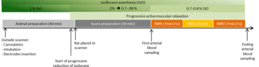 Fig 2. The experimental protocol. All the experiment steps are resumed, from animal preparation to functional imaging.