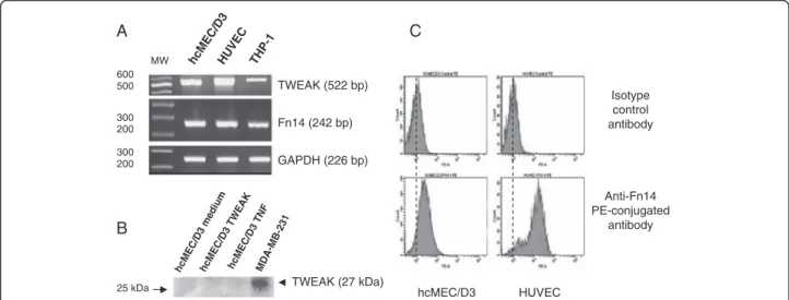 Figure 1 Expression of TWEAK and its receptor, Fn 14 by hCMEC/D3 cells. (A) Steady-state levels of TWEAK, Fn14, and GAPDH mRNAs were assessed by semi-quantitative RT-PCR in cultures of hCMEC/D3, HUVECs, and THP-1 cells