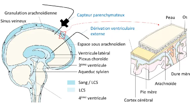 Figure 19 : Le parcours du liquide cérébrospinal et une coupe des méninges 