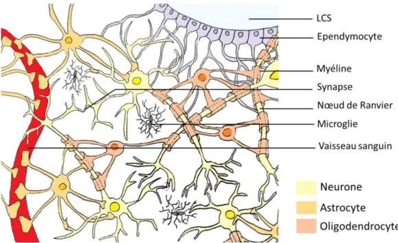 Figure 23 : Les cellules gliales dans le système nerveux central et leurs interactions (adapté de  Pearson Education Inc 2011) 