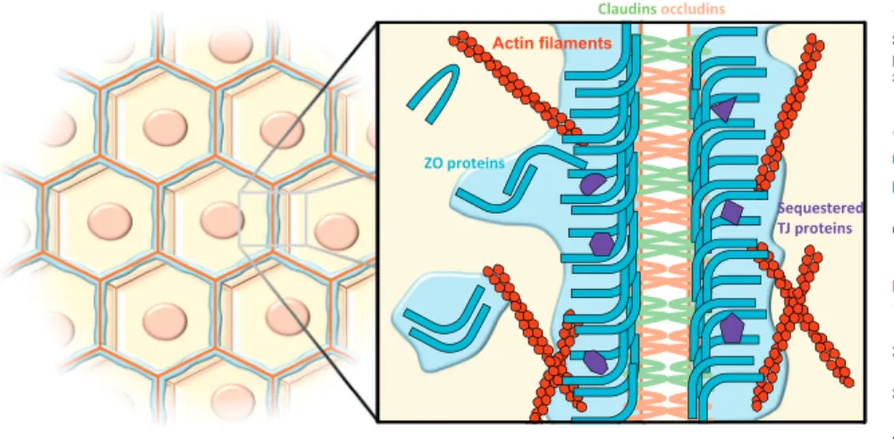 Figure 1. At Epithelial Cell Intercellular Contacts, Zonula Occludens (ZO) Proteins Condense into a Liquid-Like Phase To Assemble the Tight Junction (TJ) Belt.