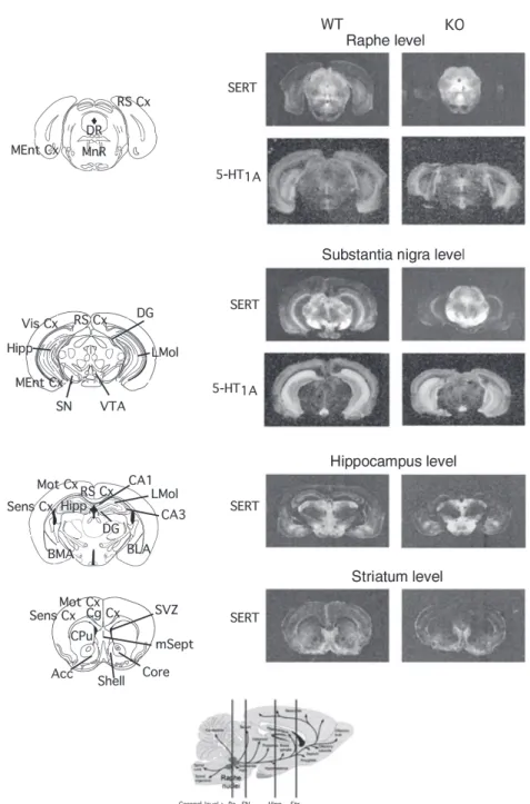 Fig. 1 Representative autoradiographic labelings of serotonin transporter (SERT) and 5-HT1A receptors in brain areas of WT and STOP KO mice