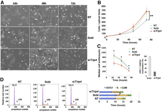 Figure 5. Accelerated proliferation and G0/G1 phase reduction and reduced growth in Trip4KD myogenic  cells