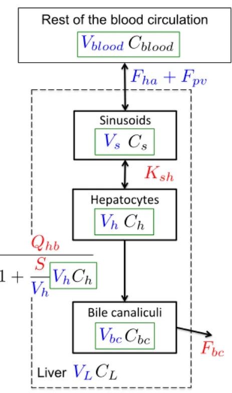 Figure 1: Model schematic description. The plain black boxes indicate the 4 compartments