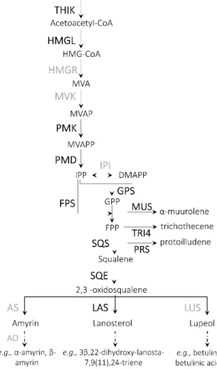 Figure 5. Proposed biosynthetic pathway leading to terpenoids in A. sinapina. Enzymes, for which  corresponding gene transcripts were identified in this study, are shown in bold black, whereas the  ones not found in our transcriptome are shown in bold grey