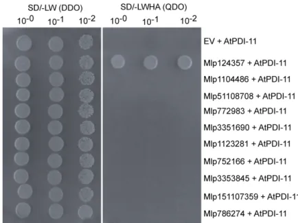 Figure 6. The Mlp124357-PDI association takes place in an effector-specific manner. Co-expression of  a prey construct containing AtPDI-11, with Mlp124357, Mlp1104486, Mlp51108708, Mlp772983,  Mlp3351690, Mlp1123281, Mlp752166, Mlp3353845, Mlp151107359, or