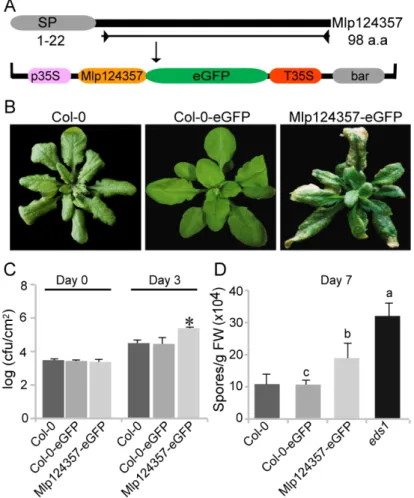 Figure 2. Mlp124357 expression in planta affects the plant susceptibility to bacterial and oomycete  pathogens
