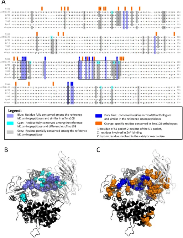 Figure 4. Tma108, a new protein of the M1 aminopeptidase family. (A) S. cerevisiae Tma108 (scTma108) was compared to 14 well-characterized M1 aminopeptidases using multiple alignment of primary structures, followed by residue conservation analysis