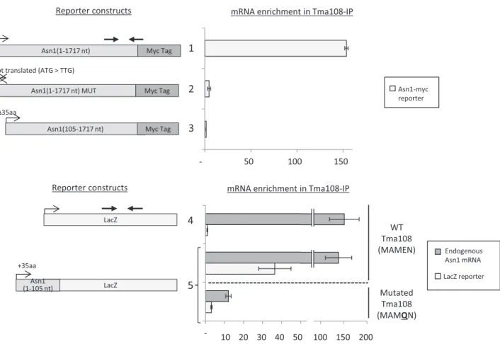 Figure 6. The translation of the N-terminal region of Asn1 is required to recruit Tma108 on the ribosome