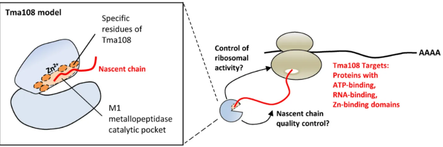 Figure 7. Model highlighting the co-translational capture of selected nascent chain by Tma108