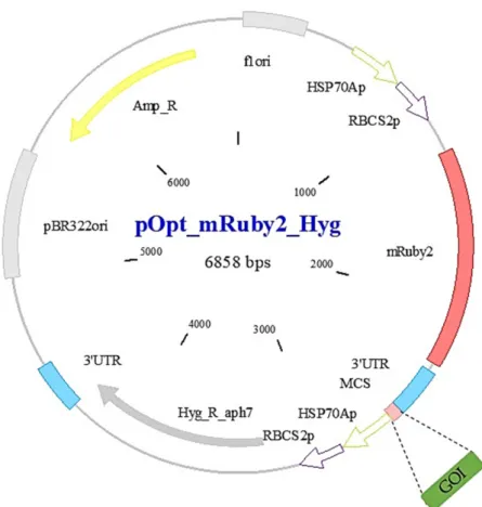 Figure A1. Vector map of the recombinant pOpt_mRuby2_Hyg vector [21] containing gene of interest  (GOI)