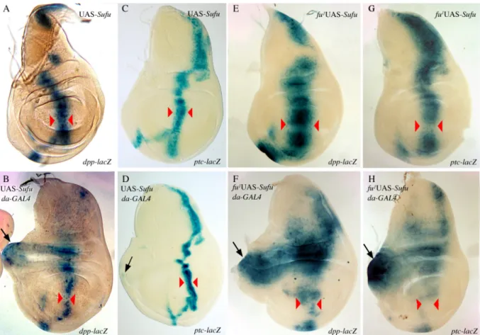 Fig. 4: Effects of ubiquitous Su(fu) overexpression on dpp and ptc expression in wing imaginal disc