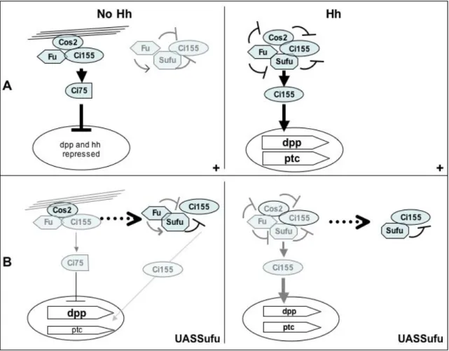 Fig. 8: Model for the action of Su(fu) in the wing imaginal disc. In this model, we propose that an equilibrium  exists  between  different  Ci 155 -containing  complexes  and  that  Su(fu)  is  mainly  involved  in  the  cytoplasmic  retention  of  Ci 155