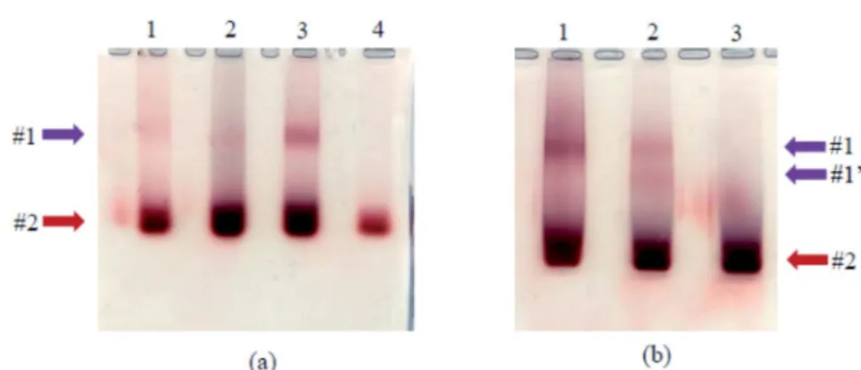 Fig. 7 Absorption spectra of 20 nm-AuNP in the presence of increasing concentrations of TYMV coated by 6-aminohexane-1-thiol.