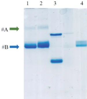 Fig. 9 Agarose electrophoresis of TYMV grafted with AuNP in optimum condition for (a) strategy 1 (lane 2), in comparison with free AuNP (lane 1) and (b) strategy 2 (lane 3)