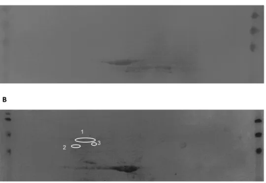 Figure 3. Immunoblots of cell wall extracts revealed by sera of hamster from the control group (A) and cell wall extracts revealed by sera of hamster from the cell wall extracts immunized group (B)