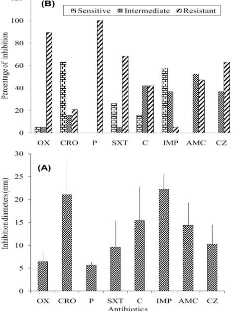 Figure 3. Distribution of bacterial susceptibility percentage to antibiotics (A), and the mean  value (with standard error) of inhibition diameter of each antibiotic used (B) (OX: Oxacillin; 