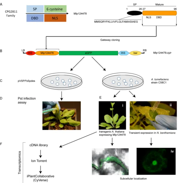 Figure 2.  Overview of functional approaches applied to Mlp124478. (A) Mlp124478 was mined from CPG2811  family and has a signal peptide (SP), a putative nuclear localization signal (NLS) and a putative DNA-binding  domain (DBD)