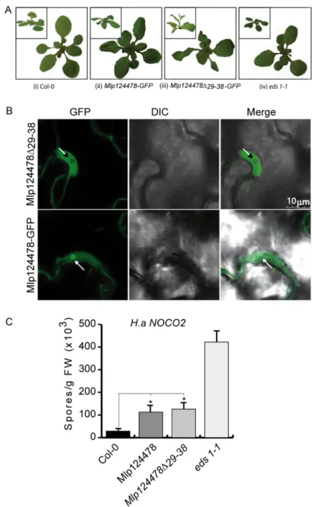 Figure 5.  Mlp124478-GFP and Mlp124478 ∆29–38 -GFP increase H. arabidopsidis growth on A