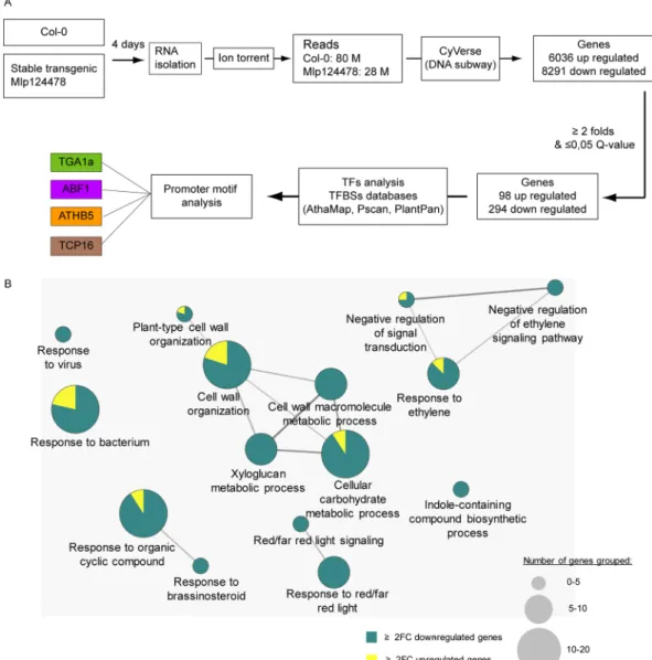 illustration of transcriptomic work flow. RNA was isolated from 4-days old A. thaliana Mlp124478  stable transgenic and Col-0 plants and sequenced using Ion torrent