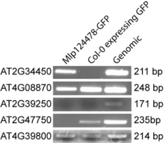 Figure 8.  Mlp124478 binds DNA. Two-weeks-old plants tissues of Col-0 expressing GFP or stable transgenic  Mlp124478 were used for chromatin preparation using ChIP assay with antibody against GFP as described  in the material and methods section and A