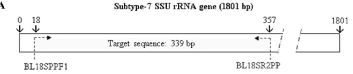 FIG. 1. (A) Localization of the target sequence in the SSU rRNA gene for subtype 7. (B) ClustalW alignment of the target sequence (SSU rRNA) from subtype ST1 to ST10