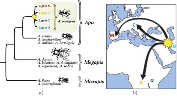 Figure I-1 : Histoire évolutive de l’abeille domestique. a) Phylogénie des trois   clades  du  genre  Apis