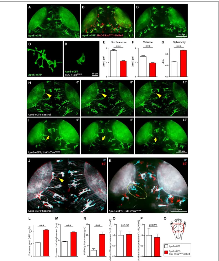 FIGURE 1 | Microglia displays dramatic changes in morphology and dynamics in the presence of hTau P301L -expressing neurons