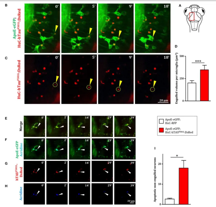 FIGURE 3 | Microglia phagocytic activity is increased in presence of hTau P301L -expressing, but appears non-sufficient in eliminating all apoptotic neurons