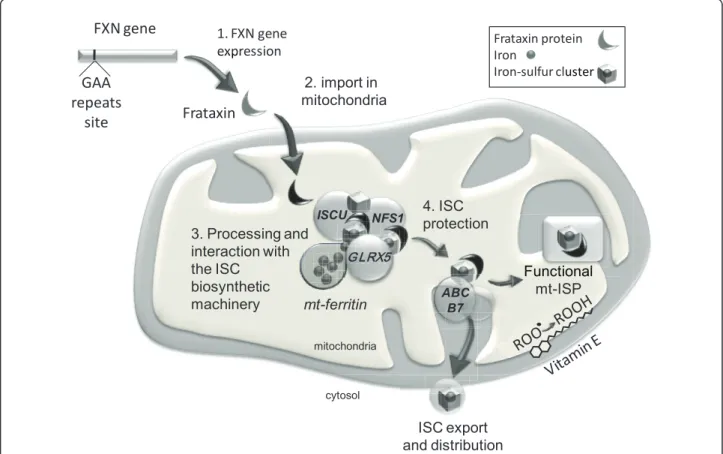 Figure 1 Frataxin function in the mitochondria. The schema illustrates the iron-sulphur cluster (ISC) biosynthesis machinery present in the mitochondrial matrix encompassing the ISCU-NFS1 protein complex associating glutaredoxin 5 (GLRX5) with the frataxin
