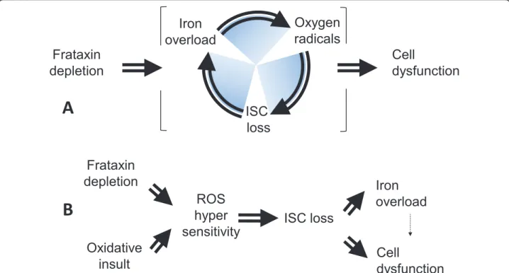 Figure 2 The vicious circle hypothesis revisited in Friedreich ’ s ataxia. (A) According to the vicious circle hypothesis, frataxin depletion results in impaired iron-sulphur cluster synthesis and/or stability with intramitochondrial accumulation of reacti