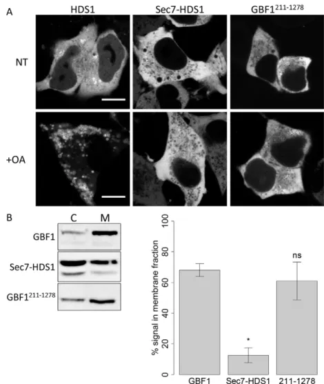 Fig. 7. The N-terminal region of GBF1 is required for maintenance of Golgi localization in cells