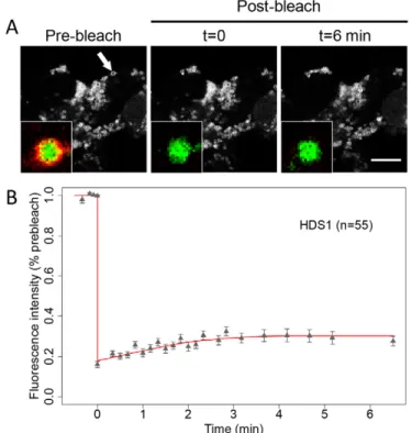 Fig. 5. The GBF1 HDS1 domain is stably associated with LDs. (A) HeLa cells expressing mCherry–HDS1 were treated with 400 mM oleic acid and incubated for 16–20 hours, then BODIPY was added prior to imaging