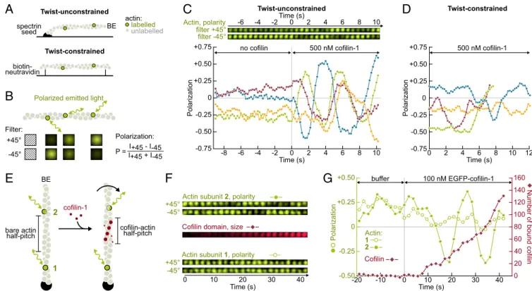 Fig. 1. Direct visualization of the torsional stress induced by cofilin binding to anchored actin filaments