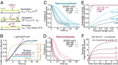 Fig. 4. Model for the torque-induced enhancement of severing by cofilin. (A) Sketch and summary of the model used for simulations